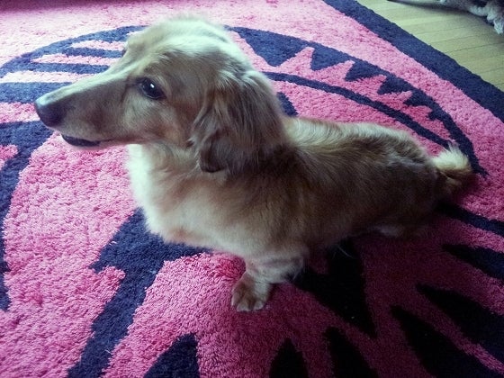 鉄　は　熱　い　う　ち　に　打　て　　　　(*ﾟ∀ﾟ)=3ﾑｯﾊｰ