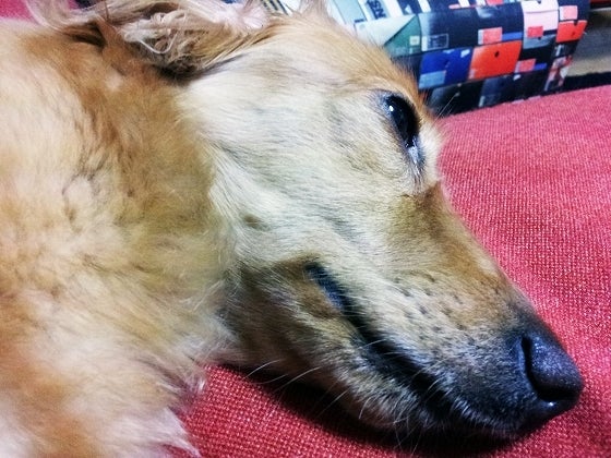 鉄　は　熱　い　う　ち　に　打　て　　　　(*ﾟ∀ﾟ)=3ﾑｯﾊｰ