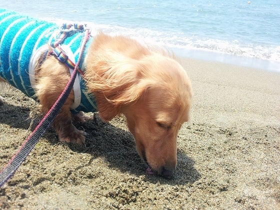 鉄　は　熱　い　う　ち　に　打　て　　　　(*ﾟ∀ﾟ)=3ﾑｯﾊｰ