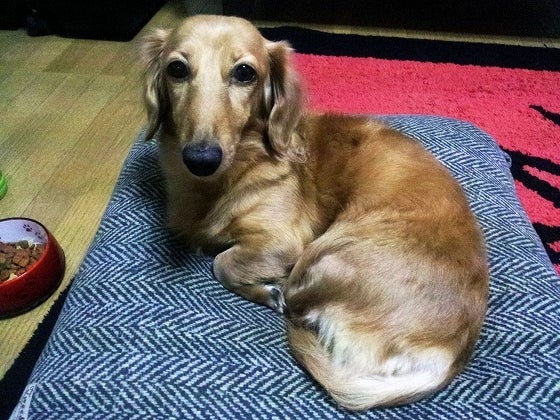 鉄　は　熱　い　う　ち　に　打　て　　　　(*ﾟ∀ﾟ)=3ﾑｯﾊｰ