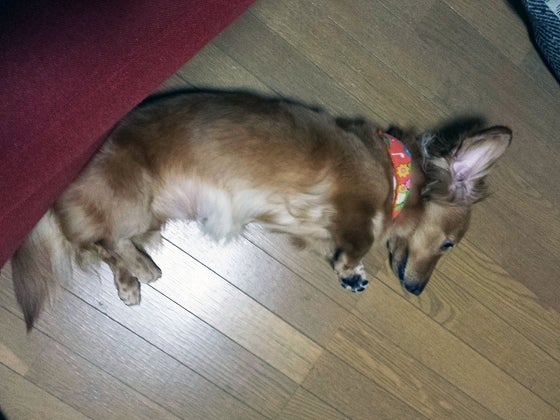 鉄　は　熱　い　う　ち　に　打　て　　　　(*ﾟ∀ﾟ)=3ﾑｯﾊｰ