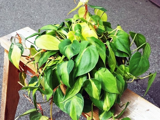 鉄　は　熱　い　う　ち　に　打　て　　　　(*ﾟ∀ﾟ)=3ﾑｯﾊｰ