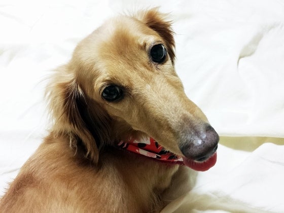 鉄　は　熱　い　う　ち　に　打　て　　　　(*ﾟ∀ﾟ)=3ﾑｯﾊｰ