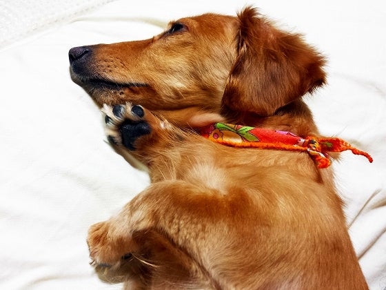 鉄 は 熱 い う ち に 打 て (*゚∀゚)=3ムッハー