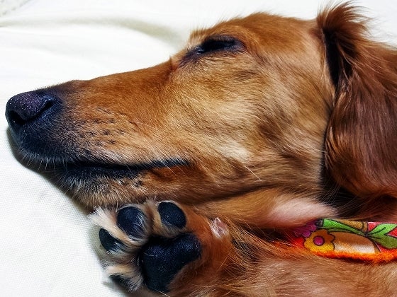 鉄 は 熱 い う ち に 打 て (*゚∀゚)=3ムッハー