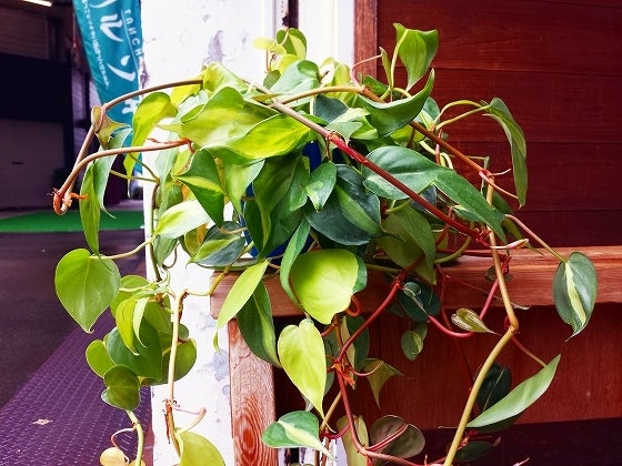 鉄　は　熱　い　う　ち　に　打　て　　　　(*ﾟ∀ﾟ)=3ﾑｯﾊｰ