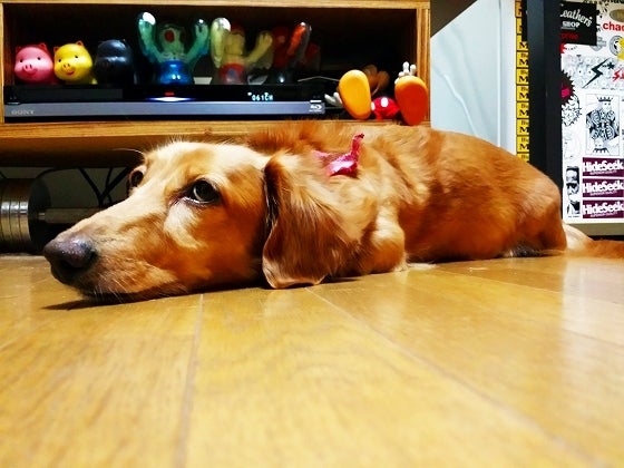 鉄　は　熱　い　う　ち　に　打　て　　　　(*ﾟ∀ﾟ)=3ﾑｯﾊｰ