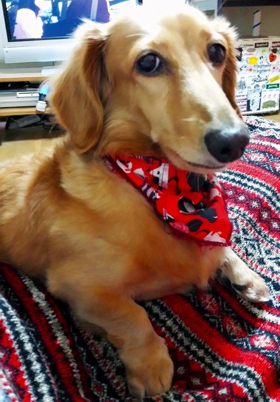 鉄　は　熱　い　う　ち　に　打　て　　　　(*ﾟ∀ﾟ)=3ﾑｯﾊｰ