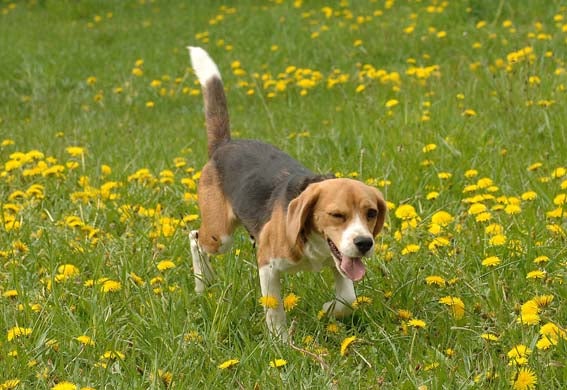 鉄　は　熱　い　う　ち　に　打　て　　　　　　(*ﾟ∀ﾟ)=3ﾑｯﾊｰ